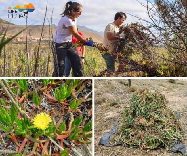 Controlo da espécie invasora Carpobrotus edulis