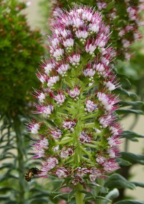 Echium portosanctense ©Susana Fontinha